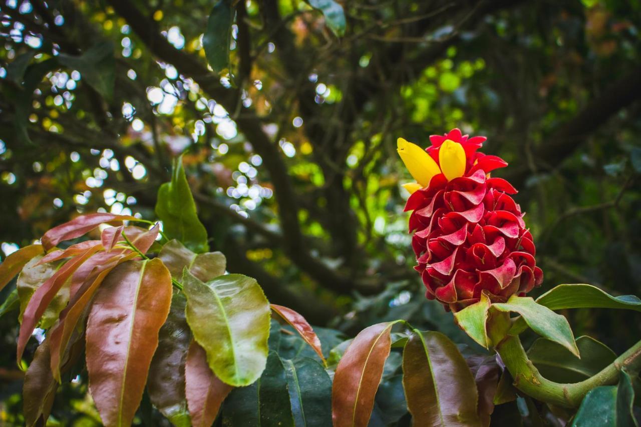Pousada Alem Do Jardim Praia do Rosa Exterior foto